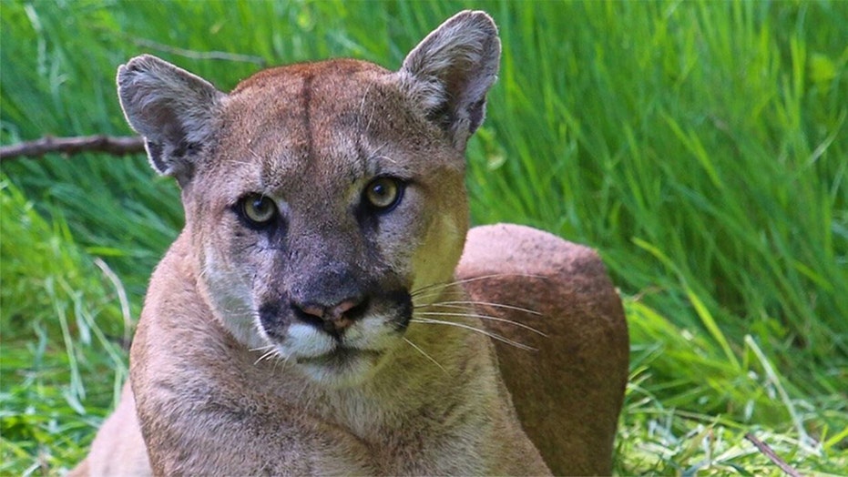 puma ears
