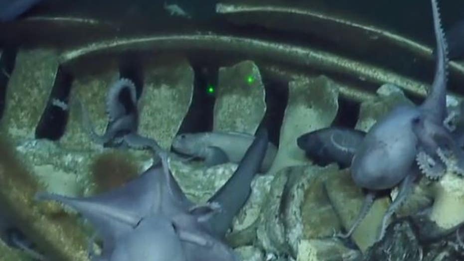new deep sea creatures discovered