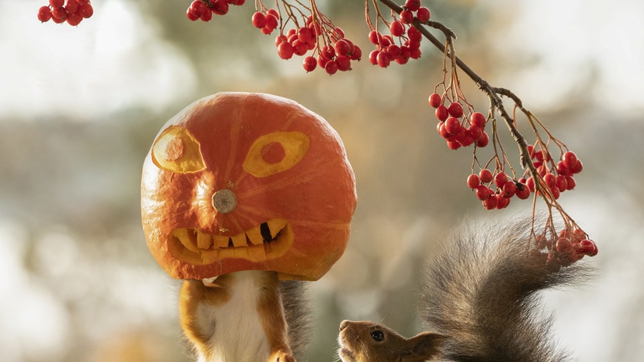 squirrel-pumpkin-1.jpg