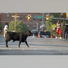An escaped Angus breeding bull crosses North Warwick Avenue near Coppin State University after being shot with several tranquilizer darts, in Baltimore, Oct. 2, 2019. 