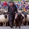 A shepherd walks his Rhoen sheep on a dirt road during the return of the cattle from the summer pastures in the Rhoen mountains near the Bavarian Frankish village Ginolfs, Germany, Oct. 20, 2019. 