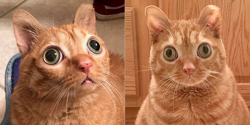 Cat s odd googly eyed look earns it Instagram stardom Fox News