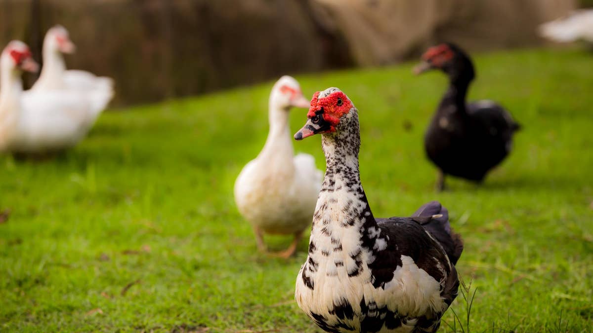 Muscovy ducks are native to Mexico, and to Central and South America. 