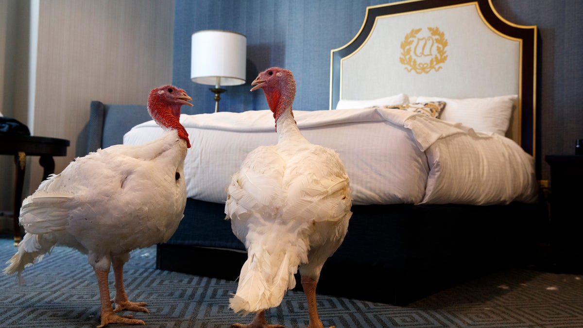 Bread and Butter, two turkeys from North Carolina that will be pardoned by President Donald Trump, hang out in their hotel room at the Willard InterContinental Hotel, Monday, Nov. 25, 2019, in Washington. (AP Photo/Jacquelyn Martin)