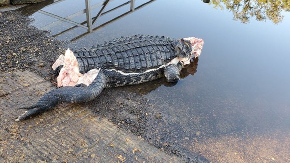 Mutilated Alligator Found In Florida Without Head Or Tail Fox News