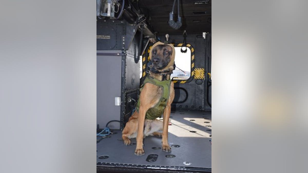 Military working dogs get innovative hearing protection | Fox News