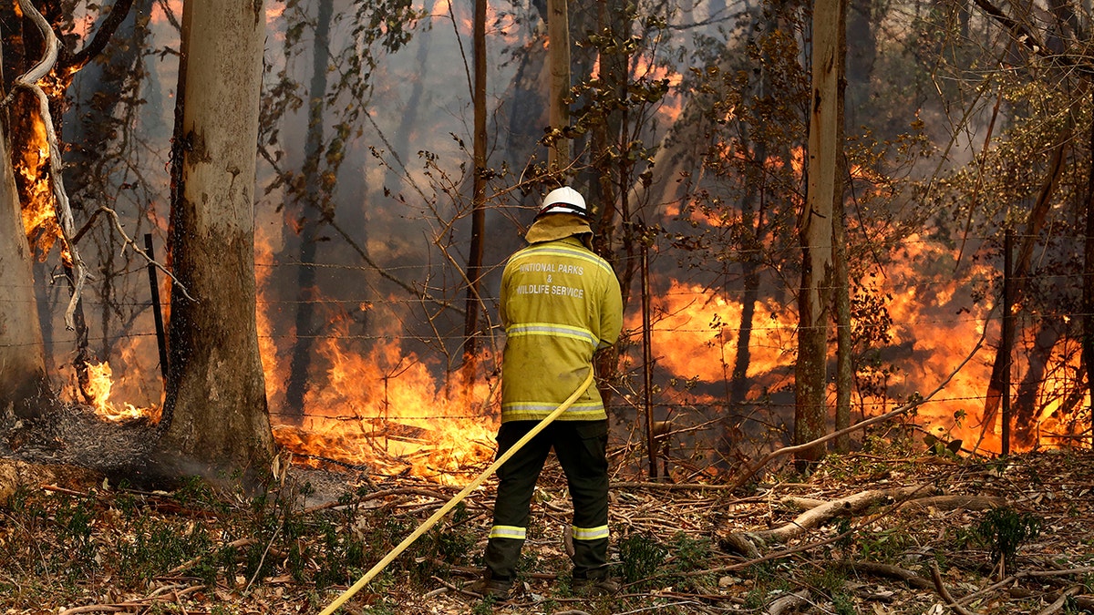 A National Parks and Wildlife crew member fights flames at Half Chain road at Koorainghat, near Taree in New South Wales state Tuesday, Nov. 12, 2019. Hundreds of schools remained closed across Australia's most populous state on Tuesday, Nov. 12, and residents were urged to evacuate woodlands for the relative safety of city centers as authorities braced for extreme fire danger. (Darren Pateman/AAP Images via AP)