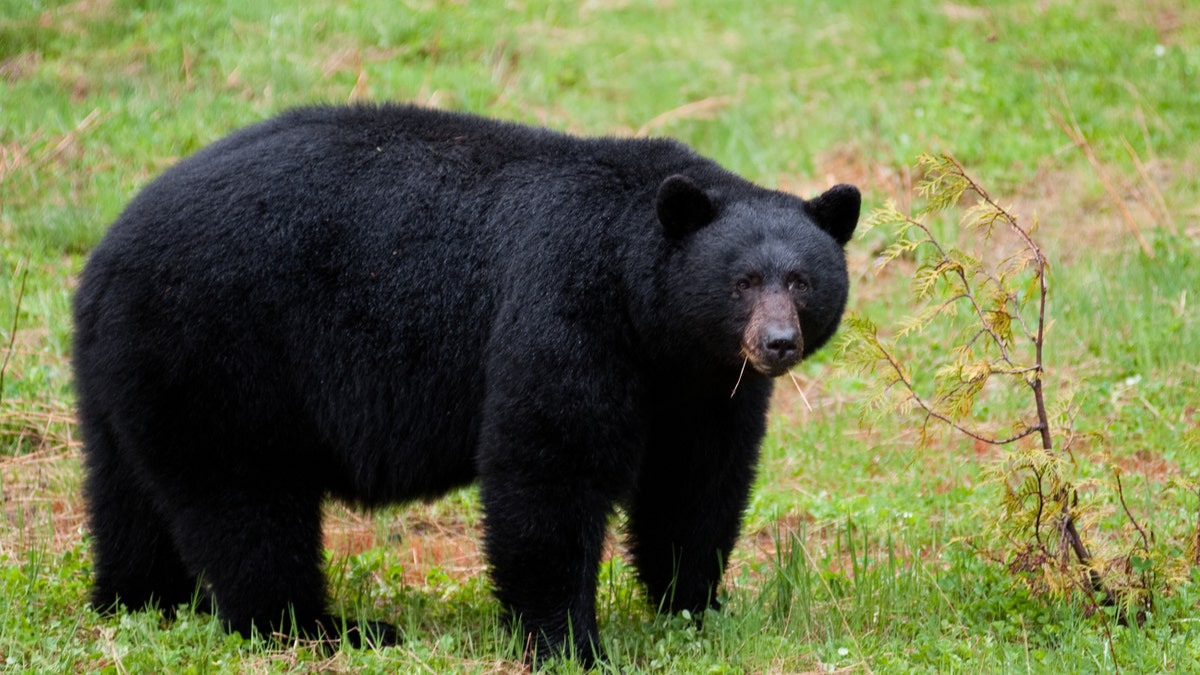 American Black Bear feeding near Princeton, British Columbia, Canada.