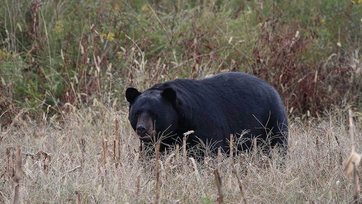 Two hunters used hunting dogs to chase the bear up a tree. But when the bear was shot, it "tumbled out" and began attacking.