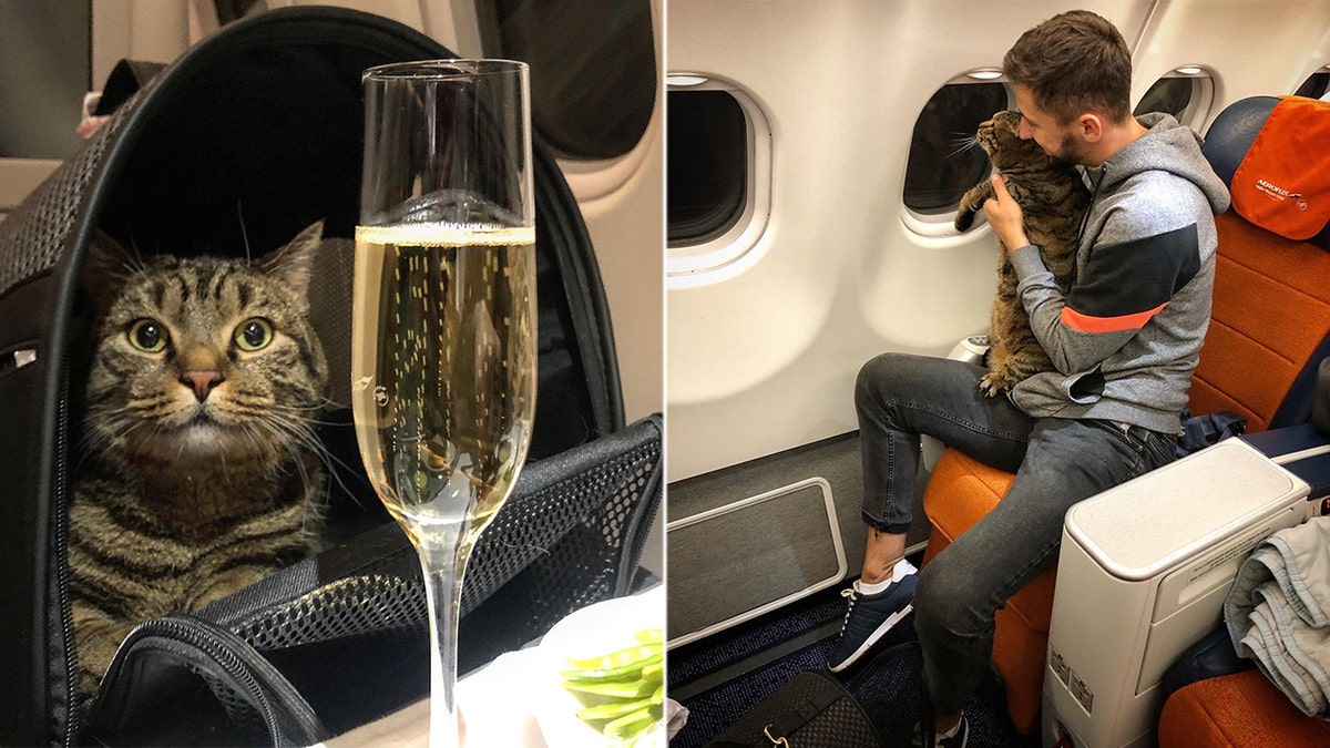 One loyal Aeroflot passenger has reportedly lost about 400,000 airline miles after playing a game of cat and mouse with the carrier, sneaking his “fat” feline onto a recent flight by duping officials with a thinner kitty as a copy-cat body double.