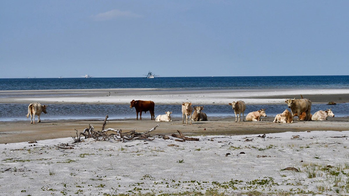 Three cows were spotted near Cape Lookout this month after officials with the Cape Lookout National Seashore said they likely ended up there after swimming up to five miles to get to the shore. 