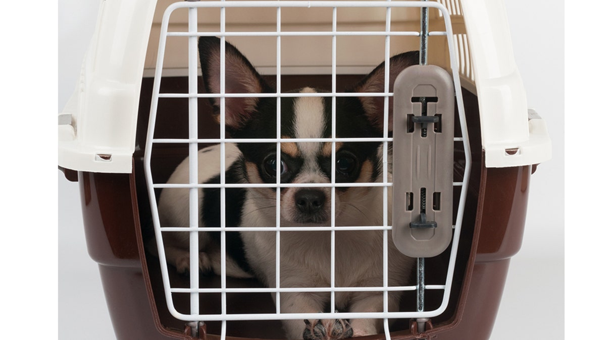 A man in Florida allegedly picked up a Chihuahua in a metal cage and tossed it at a family member during a fight last Tuesday night. (iStock, File)