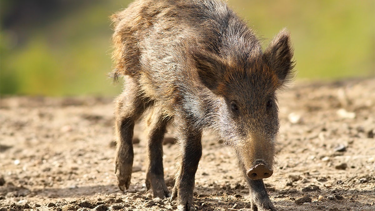 Young wild boar