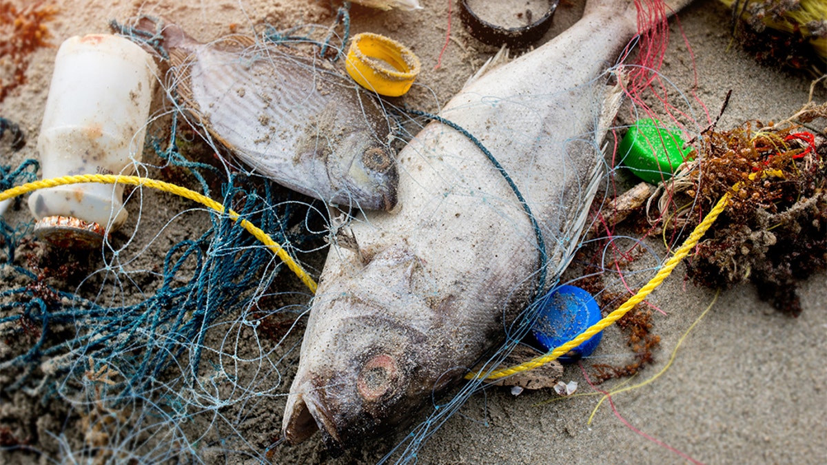 Death fish on the beach with dirty plastic garbage. (iStock)