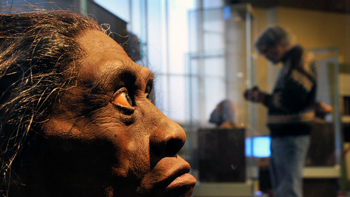 A sculpted model of Homo Floresiensis at The Smithsonian Museum of Natural History in Washington DC.