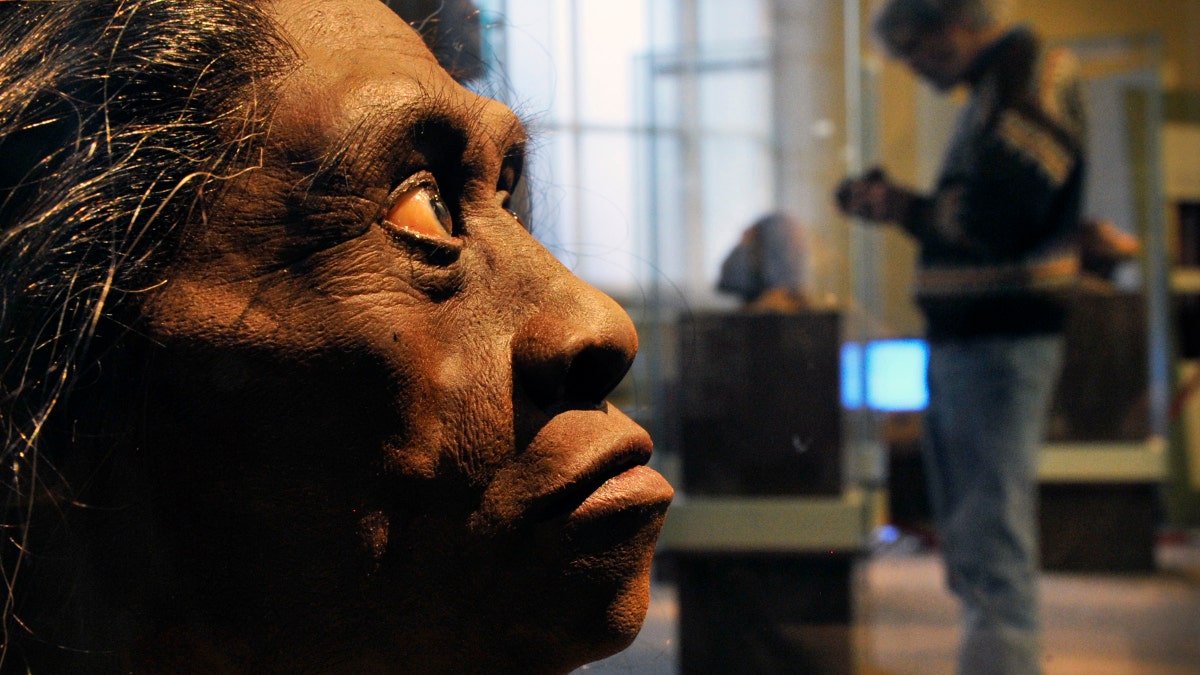 A sculpted model of Homo Floresiensis at The Smithsonian Museum of Natural History in Washington DC.