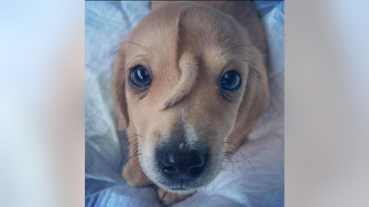 Moving forward, Narwhal will serve as a “spokesdog” for the nonprofit’s “Different Is Awesome” campaign. Eventually, the group hopes to train him as a therapy dog.