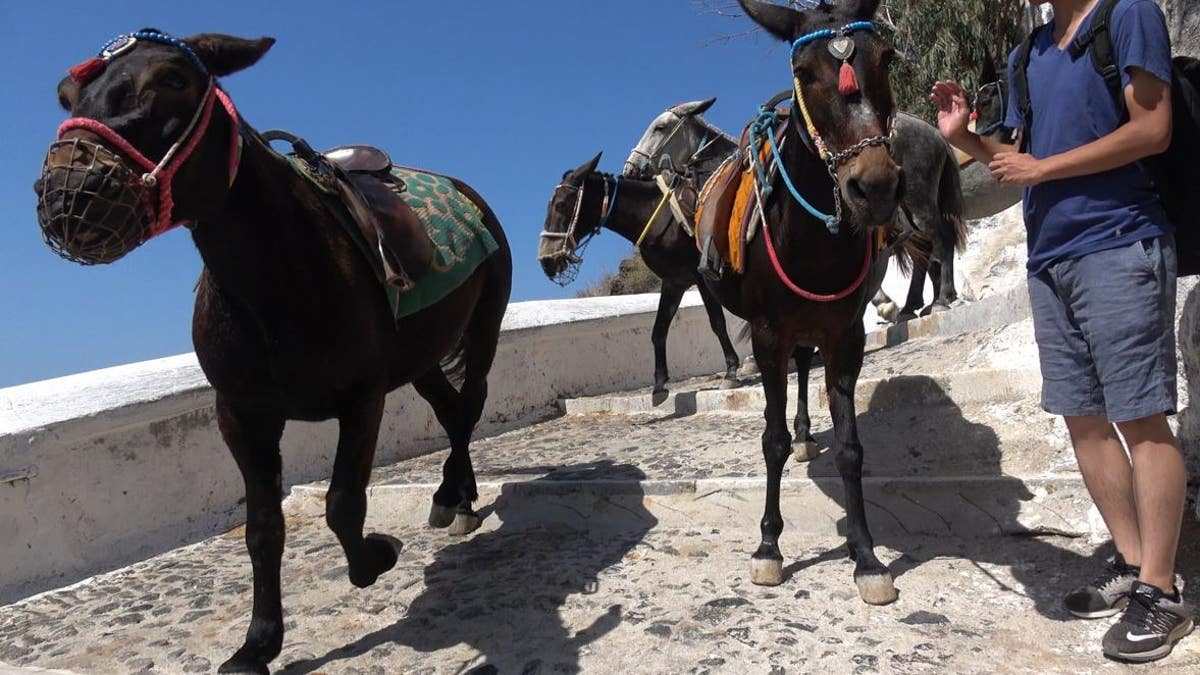 In October 2018, in a sweeping move for equine rights, Santorini leaders formally banned “obese” tourists weighing over 220 pounds from riding local donkeys at the popular cruise ship destination following international outcry.