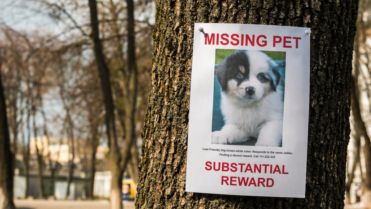 On the tree hangs the announcement of the missing puppy. (Photo: iStock)