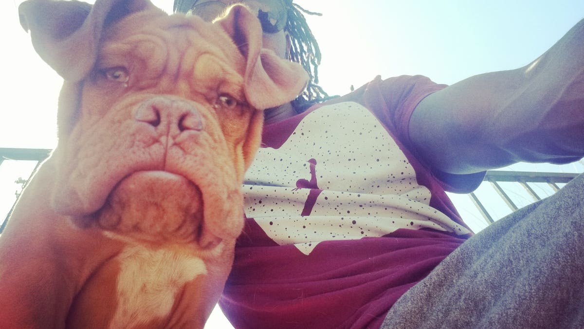 Texas police are asking the public for help in finding Roz, a local veteran's service dog. (Arlington Police Department)