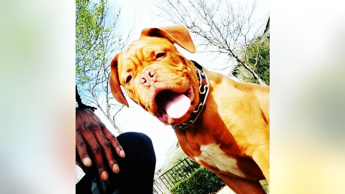 Texas police say a local veteran's service dog was stolen during a break-in last month. (Arlington Police Department)
