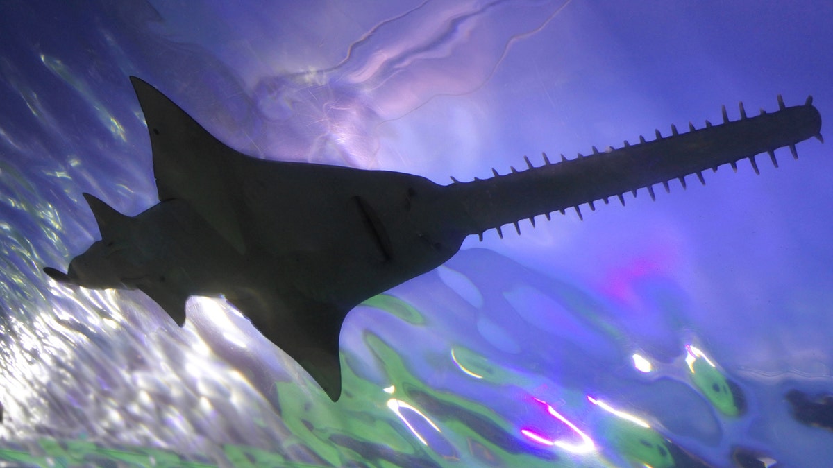 The smalltooth sawfish, which is actually a type of ray, has been listed as an endangered species since 2003.