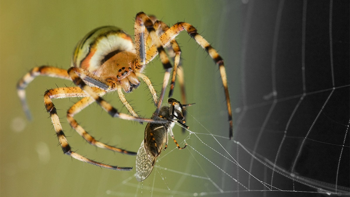 Inspired by the sticky substance spiders shoot to catch their prey, MIT engineers have designed a special double-sided tape that can rapidly seal tissues together.