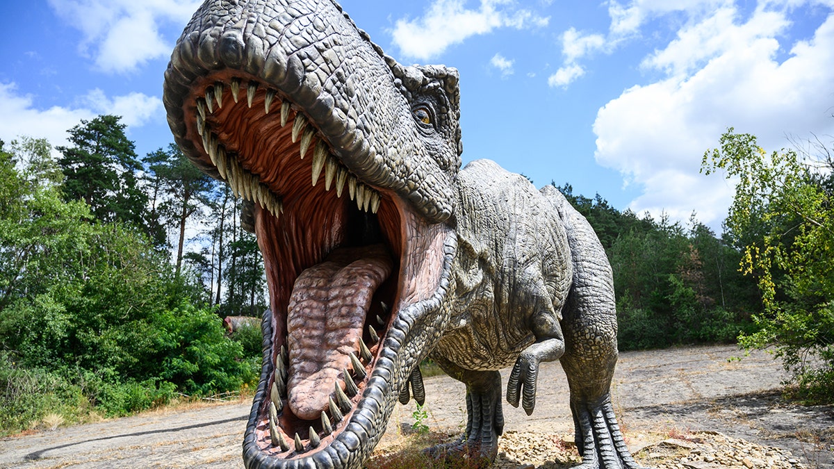 A model of a Tyrannosaurus-rex predatory dinosaur. (Photo by Christophe Gateau/picture alliance via Getty Images)