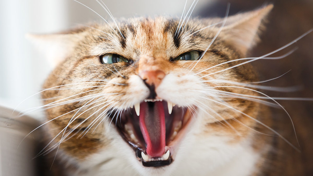 A Russian man is facing five years in prison for allegedly using a cat as a weapon to attack a police officer in Moscow, according to local media.<br data-cke-eol="1">