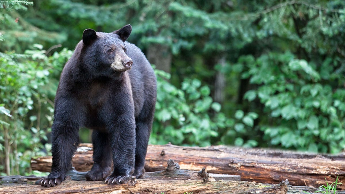 American black bear