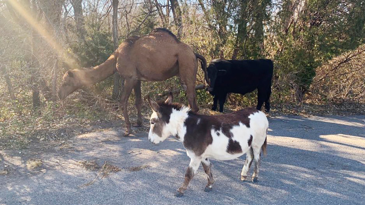 Police had a sense of humor about the odd situation, writing on social media that if they couldn't find the owner, "we may be halfway towards a live nativity this Christmas season.” 