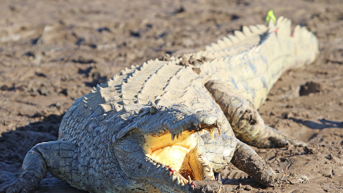 A 11-year-old Zimbabwean girl said she wrestled a crocodile to save her friend. 