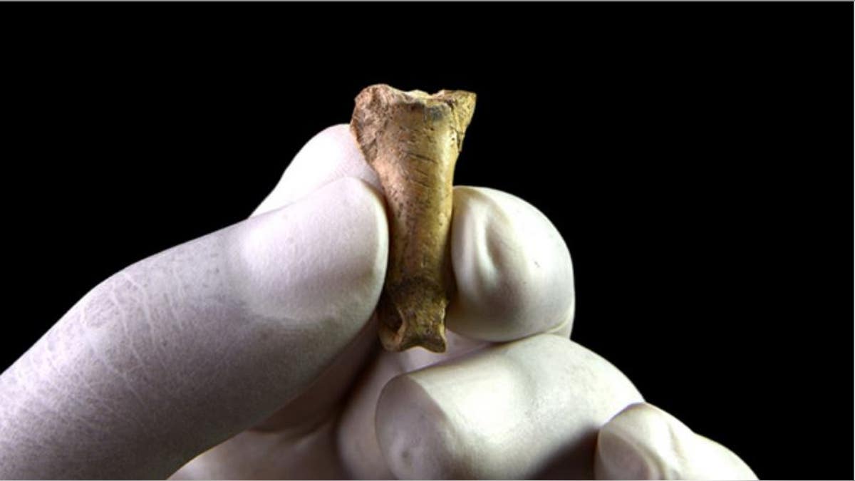 The eagle toe bone seen above bears stone tool markings that indicate Neandertals made body ornaments out of talons, a study concludes.