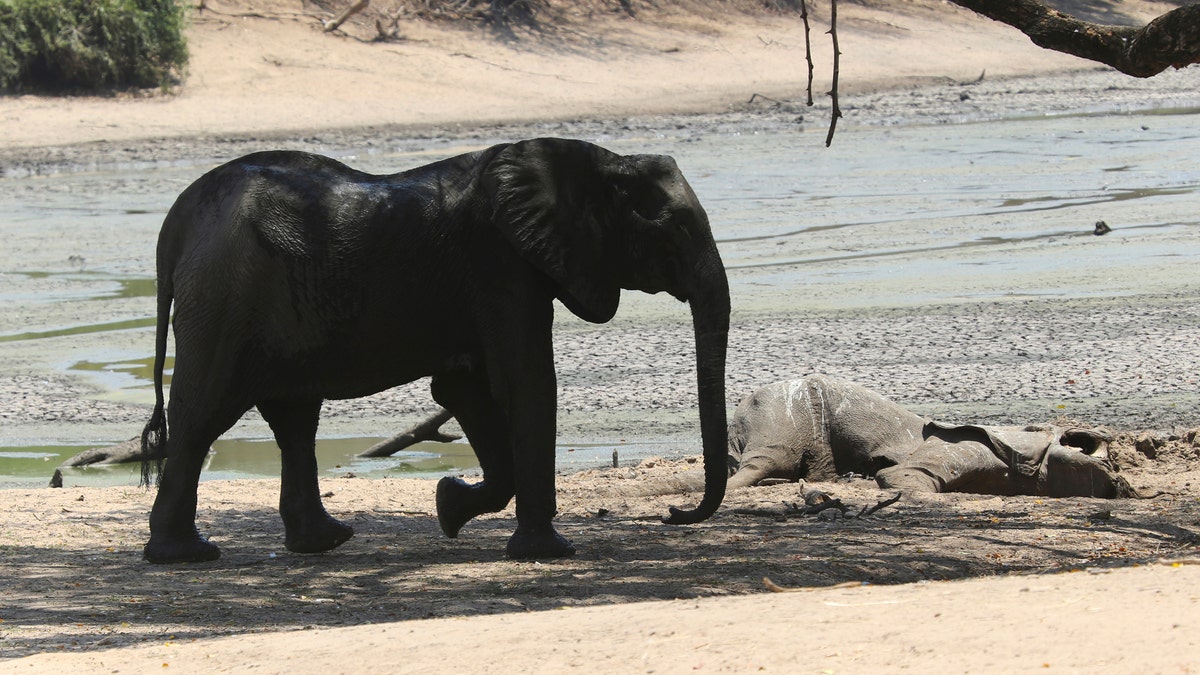 An elephant walks next to a carcass of another elephant in an almost dry pool in Mana Pools National Park, Zimbabwe.  (AP Photo/Tsvangirayi Mukwazhi)