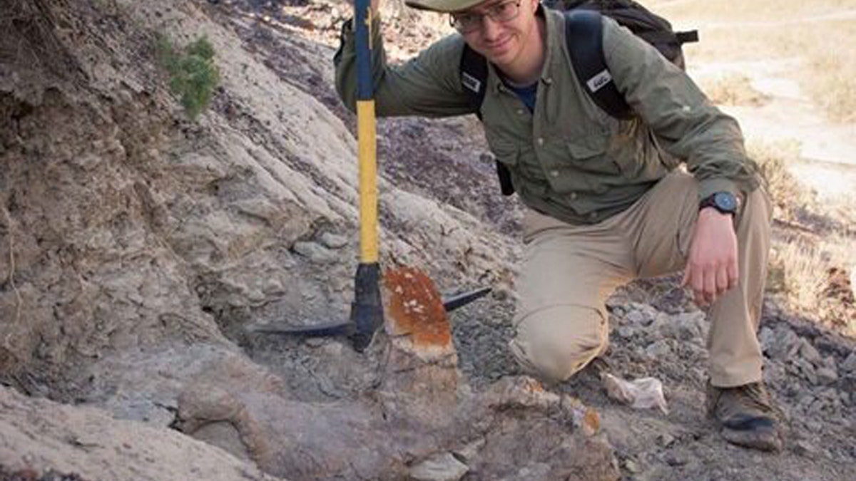 Paleontologist Scott Persons, pictured alongside the partially uncovered skull. The Styracosaurus skull has implications for how horned dinosaurs are identified. (Credit: Scott Persons)