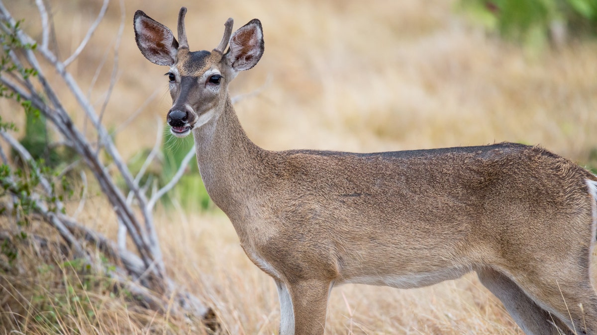 A stock image of a "spike" buck.
