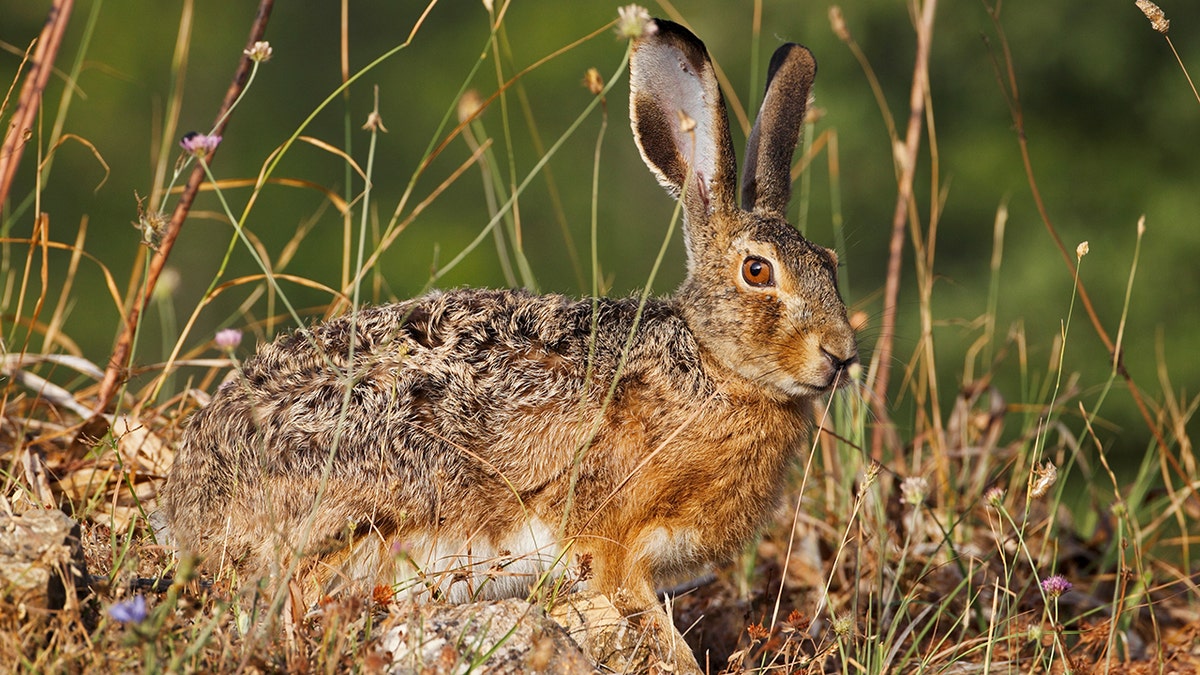 To prevent hares, like the one pictured above, from being sucked up into plane engines, Dublin Airport has taken proactive steps to manage wildlife living near its runways.
