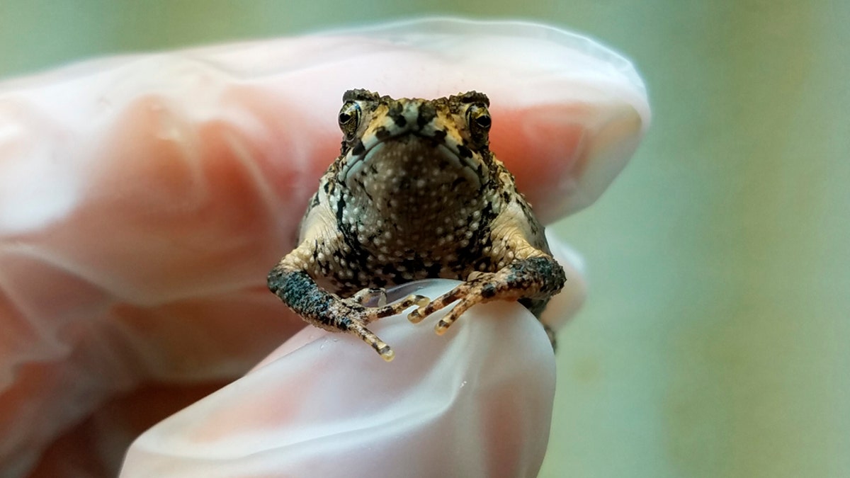 In this Sept 25, 2019 handout photo provided by the Fort Worth Zoo, Olaf is held by primary Puerto Rican crested toad zoo keeper Kelsey Barron, at the Fort Worth Zoo, in Fort Worth, Texas. (Fort Worth Zoo photo via AP)