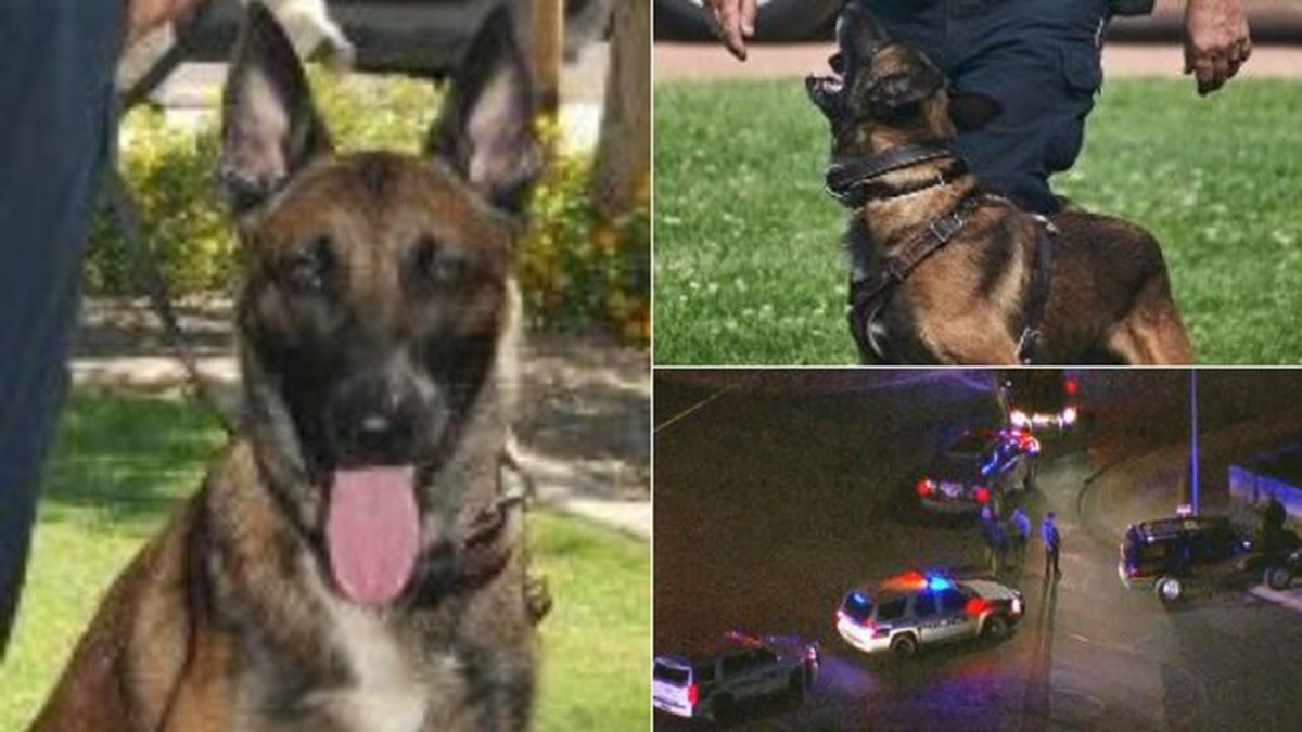 Koki, a K-9 officer with the El Mirage Police Department, was shot and killed while trying to catch a fleeing suspect on Friday night, the police chief said. 