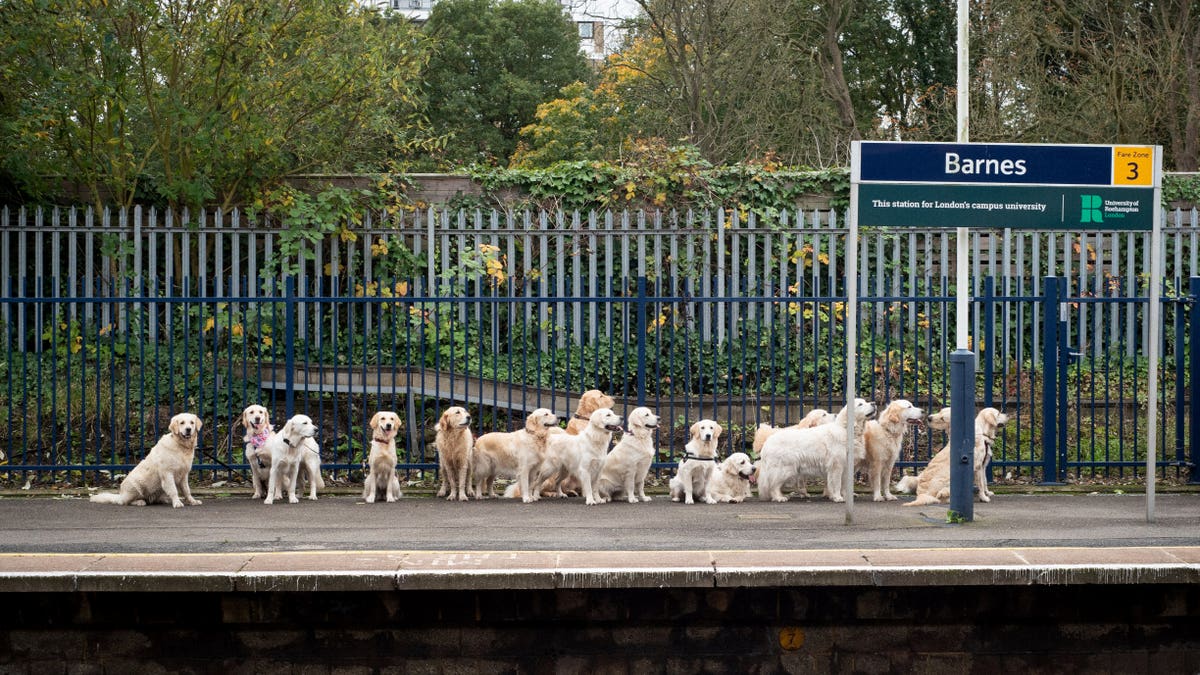 The adorable dogs, dubbed "good boys and girls" by witnesses, were spotted patiently waiting on the platform.