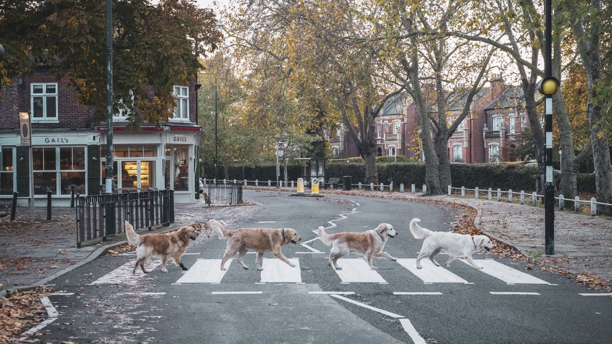 The dogs were gathered on the platform for a photo as part of a charity calendar to raise money for Battersea Dogs and Cats Home.