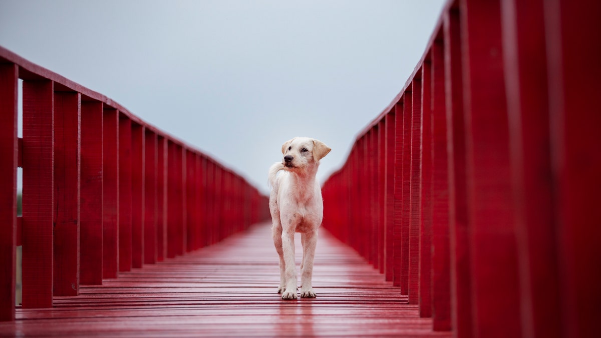 Homeless dog standing on red wood bridge and looking out in empty clear sky. (Photo: iStock)