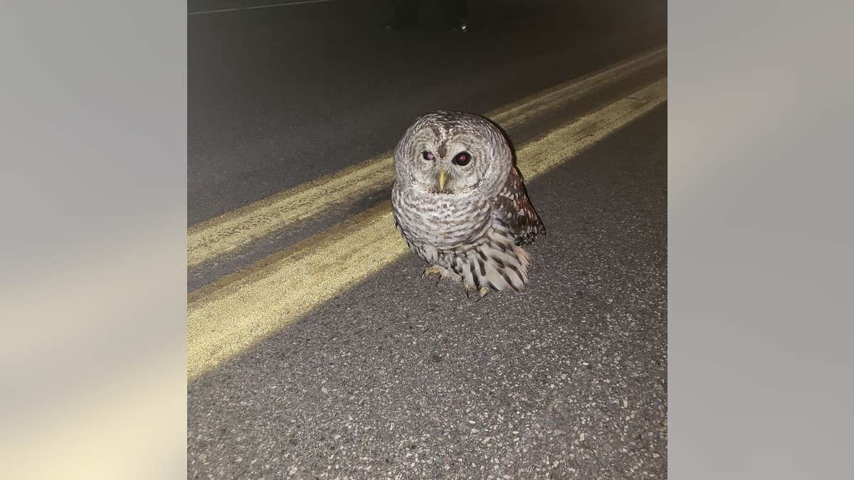 The owl appeared disoriented in the middle of a busy road when the state trooper found it.