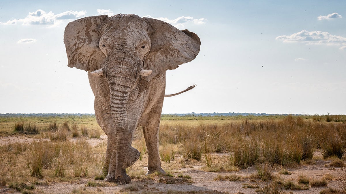 Huge Elephant stomping and charging through the Savannah, Namibia. Converted from RAW.