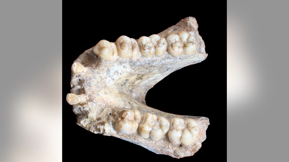 A Gigantopithecus blacki mandible (P1-M2=74mm). (Credit: Prof. Wei Wang; Photo retouching: Theis Jensen.)