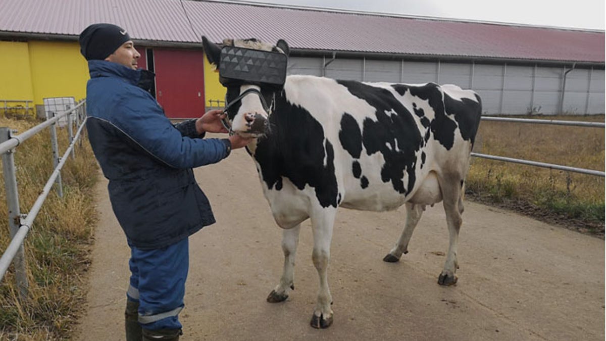 Bovines were outfitted with VR glasses, above.