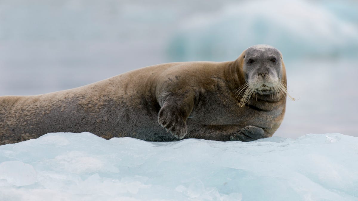 A Bearded seal (Erignathus barbatus) resting on an icefloe at the Lilliehook Glacier in Lilliehookfjorden, Svalbard, Norway.