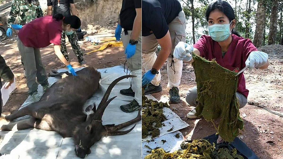 The deer was found with 15 pounds of assorted garbage inside its stomach, reports say.