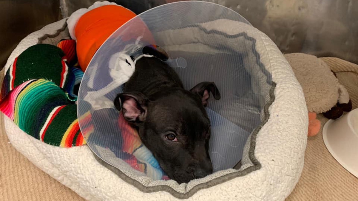 Tyler, a 3-month-old pit bull, was burned — possibly by a blowtorch — in Paterson, N.J., last week, animal rescuers said.