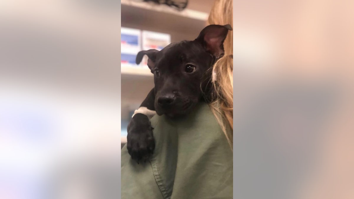 Tyler was one of two dogs to be burned, rescuers said. It's unclear what happened to the other dog, or where it is.